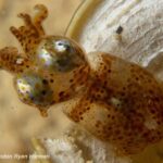 Petits Titans des Mers : Des scientifiques découvrent deux nouvelles espèces de calmars pygmées Hannan’s Pygmy Squid