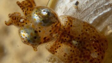 Hannan’s Pygmy Squid