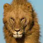 Plus effrayant que les lions – Les animaux du monde entier craignent ce « super prédateur » Plus effrayant que les lions – Les animaux du monde entier craignent ce « super prédateur »