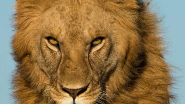 Plus effrayant que les lions – Les animaux du monde entier craignent ce « super prédateur »