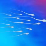 Pourquoi certains hommes ne produisent-ils pas de sperme ? Spermatozoa Sperm Cells