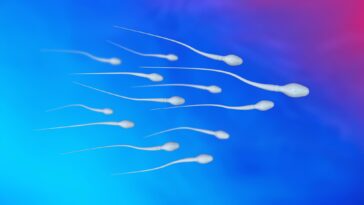 Spermatozoa Sperm Cells