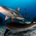 Repenser la respiration des requins : un comportement surprenant au repos des requins gris de récif découvert SciTechDaily