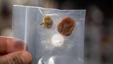 SciTechDaily