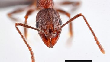 Triomphe de la cime des arbres : une colonie de fourmis rares découverte en Caroline du Nord