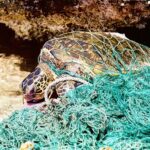 A Sea Turtle Entangled in an Abandoned Fishing Net