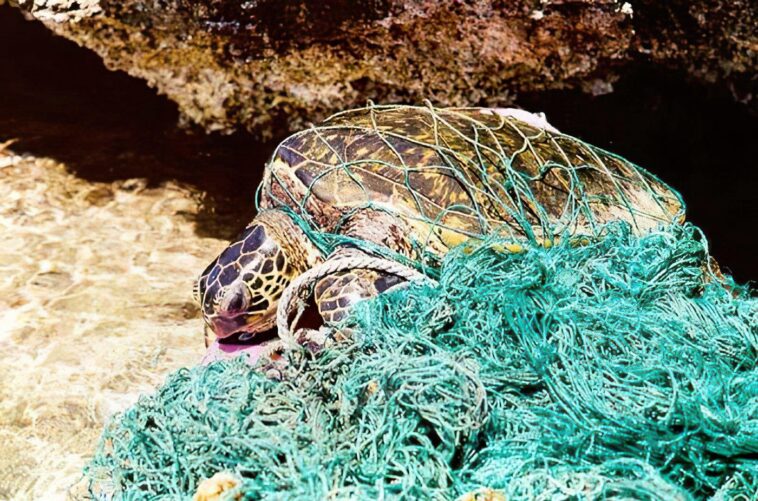 A Sea Turtle Entangled in an Abandoned Fishing Net