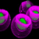 Une étude de l'UCLA remet en question les croyances de longue date en matière de bio-ingénierie et de dynamique des cellules souches SciTechDaily