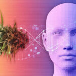Une nouvelle étude relie la consommation excessive de cannabis à de nombreux problèmes de santé SciTechDaily
