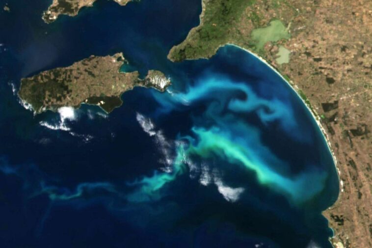 Brillance biologique : filaments de phytoplancton en Australie SciTechDaily