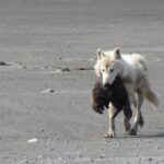 Briser les stéréotypes de la nature : des chercheurs observent des loups chassant des loutres de mer et des phoques SciTechDaily