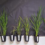 CRISPR à la rescousse : des lignes de riz révolutionnaires combattent le virus africain mortel SciTechDaily