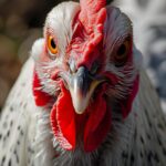 Communication entre espèces : les humains déchiffrent le code du gloussement des poulets SciTechDaily