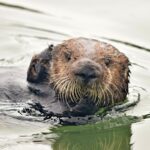 Contre toute attente, les loutres de mer mènent la charge dans la restauration de l'estuaire SciTechDaily