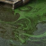 Crise de l'Indian River Lagoon en Floride : dévoiler les dangers cachés des proliférations d'algues toxiques SciTechDaily