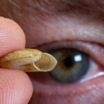 Des scientifiques découvrent neuf nouvelles espèces d'escargots terrestres carnivores dans les forêts isolées de Papouasie-Nouvelle-Guinée SciTechDaily