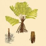 « Feuilles de zombies » – Des scientifiques découvrent qu’une espèce unique de fougère arborescente défie la mort SciTechDaily