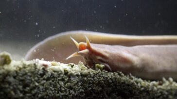 SciTechDaily