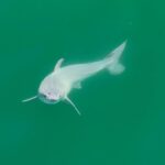 Newborn Great White Shark Side View
