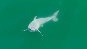 Newborn Great White Shark Side View