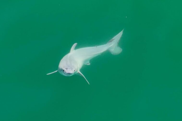 Newborn Great White Shark Side View