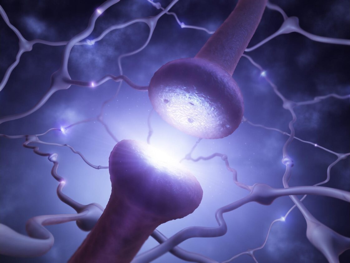 Les scientifiques ont décodé le mécanisme de formation des synapses