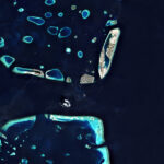 L’hostilité à Malé affaiblit les relations entre l’Inde et les Maldives cc European Space Agency, modified, Male as seen from space; https://flickr.com/photos/europeanspaceagency/51344945723/in/photolist-2mebgwT-53UdAb-7FpJBe-5UjreP-dPLkBa-obgK9D-dQ3rdR-dRBoui-91hqQ5-cUuWxJ-cTBPCQ-8zNjXd-fXqESW-cyPogq-8zNjPY-65W9K5-9a8nav-cTBR1N-7nggzS-8zNcNY-dQ5Pvh-7vZohy-66WSsm-2mBpYrt-bvRVnG-tTNjWx-7fQuu1-4WgXgM-4VPoyT-6dw1Mj-66smKK-4X1dQr-6Jaqw1-6Bruiv-64WG29-2p4jSp8-aLvXVv-6u5zLc-4VL6Vv-6hu6VX-61TauH-5bbJhD-6wCzH5-6o7ycG-cPSGGA-aWdms8-6xZ6tq-6b228b-6z7tw3