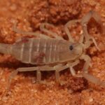 Nature's Marvel : des scientifiques observent pour la première fois un minuscule pseudoscorpion chevauchant un scorpion SciTechDaily