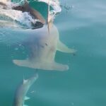 Ne blâmez pas les requins : les scientifiques révèlent pourquoi davantage de tarpons crochus sont consommés SciTechDaily