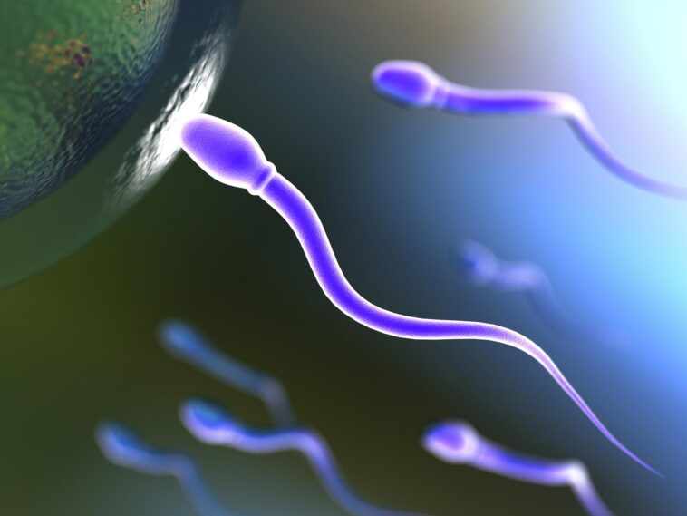 Nouvelles connaissances sur l’infertilité – Des scientifiques résolvent un mystère vieux d’un siècle sur les spermatozoïdes SciTechDaily