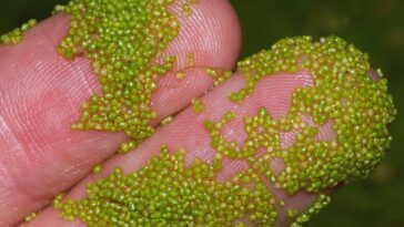 Watermeal on Human Fingers