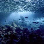 Protéger les océans contre les humains pourrait être beaucoup moins coûteux qu’on ne le pensait auparavant SciTechDaily