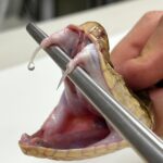 Quand le remède devient le tueur : la tournure surprenante des anticorps dans la recherche sur le venin de serpent Christoffer Vinther Sørensen