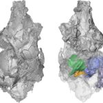 Scans du crâne et surprises évolutives : les picrodontidés ne sont pas des primates après tout SciTechDaily