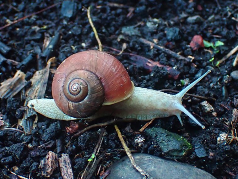 S'échapper à la vitesse supérieure : la vitesse surprenante des escargots dans la défense contre les prédateurs SciTechDaily