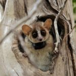 Survie des plus intelligents : informations sur l'intelligence et la durée de vie des lémuriens souris