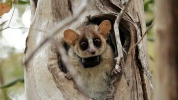 Survie des plus intelligents : informations sur l'intelligence et la durée de vie des lémuriens souris