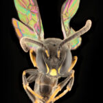 Hylaeus derectus