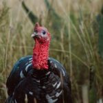 Changement climatique et dindons sauvages : une nouvelle étude bouleverse les idées reçues SciTechDaily