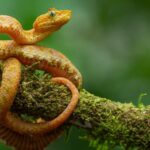 Cinq nouvelles espèces éblouissantes de vipères à cils découvertes en Amérique du Sud Bothriechis khwargi