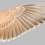 Lark Wing Feathers