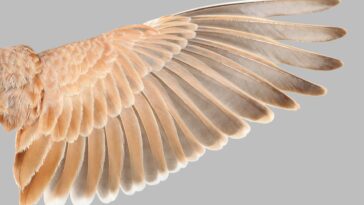 Lark Wing Feathers
