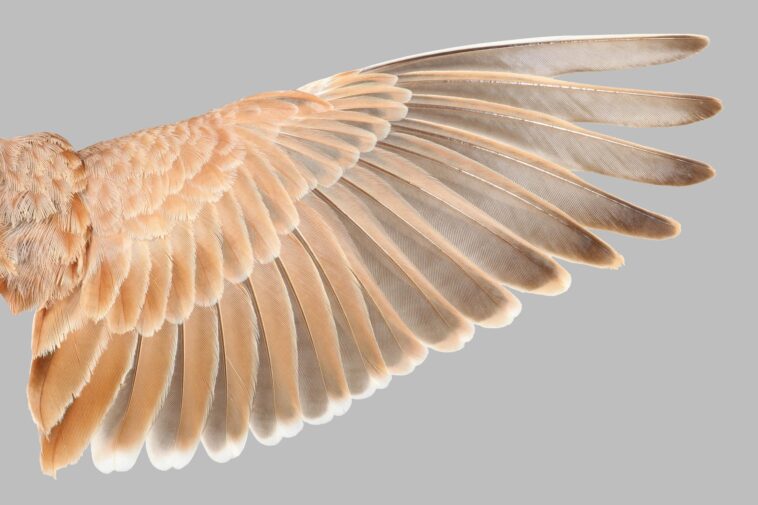 Comment les dinosaures ont-ils pris leur envol ? Des scientifiques découvrent une règle cachée pour les plumes de vol Lark Wing Feathers