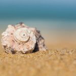 Comment les organismes vivants produisent-ils des minéraux comme les coquilles ? Les scientifiques dévoilent les secrets de la biominéralisation SciTechDaily