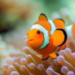 Comment les poissons clowns utilisent les mathématiques pour survivre et prospérer SciTechDaily