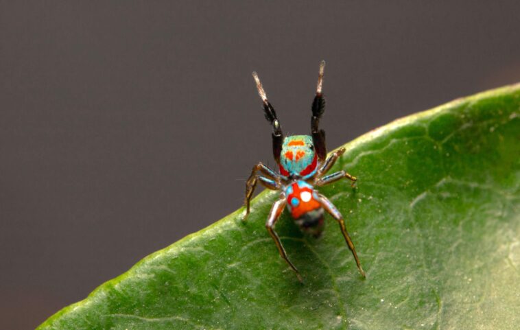 Décoder le mimétisme : l'usurpation d'identité presque parfaite de cette araignée SciTechDaily