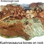 Découverte remarquable : un étudiant découvre un reptile volant vieux de 200 millions d'années