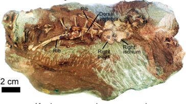 Découverte remarquable : un étudiant découvre un reptile volant vieux de 200 millions d'années