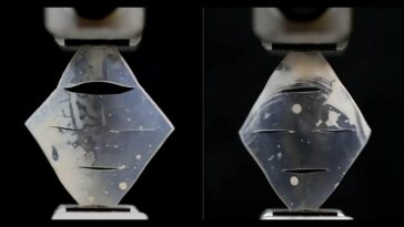 SciTechDaily
