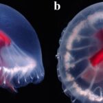 Des scientifiques découvrent de nouvelles espèces mystérieuses de méduse dans un endroit isolé du Japon SciTechDaily